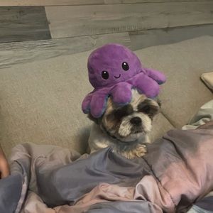 Meet your Posher, Myla